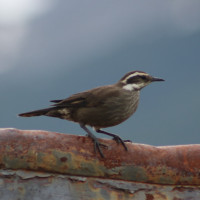 Dark-bellied Cinclodes